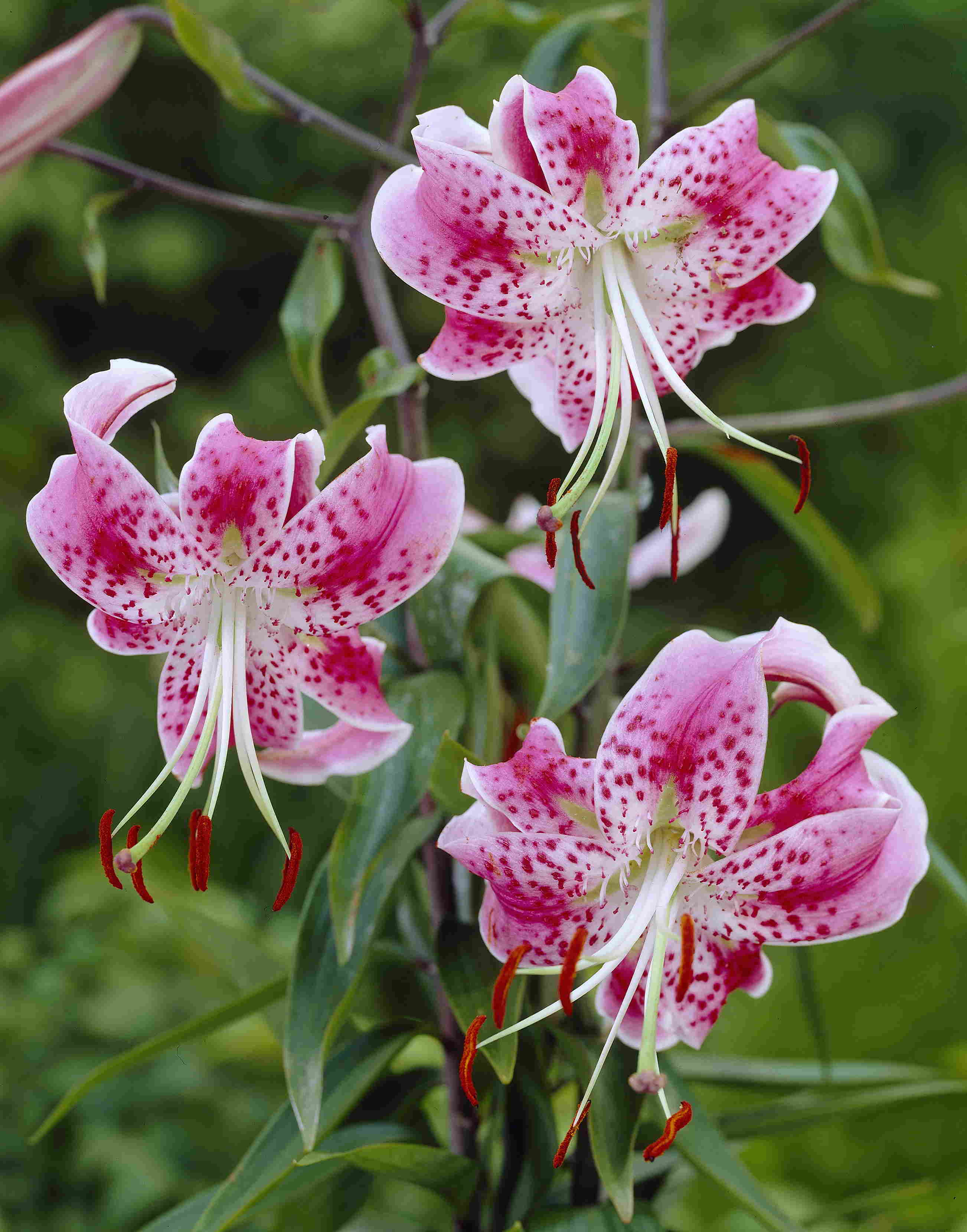 Speciosum Rubrum